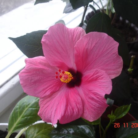 hibiscus